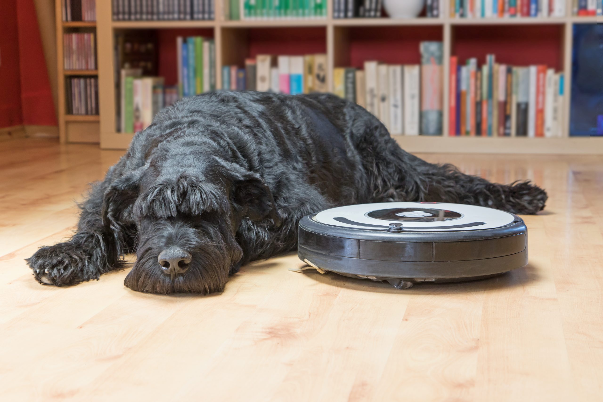 Large black dog asleep on floor next to robot vacuum